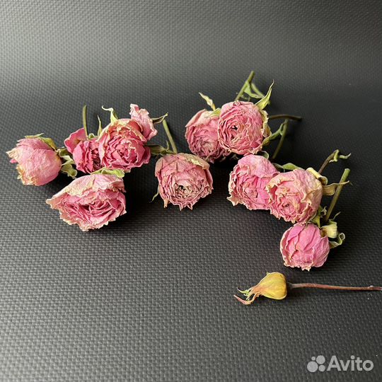 Сухоцветы для творчества, Статица, Кустовая роза