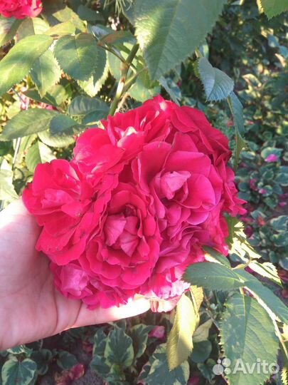 Роза плетистая