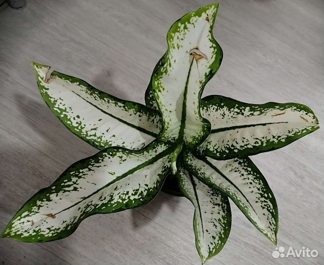 Новинка Редкая диффенбахия