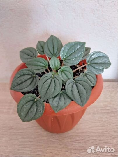 Пеперомии сортовые, Бегония Блэк Мамба и другие