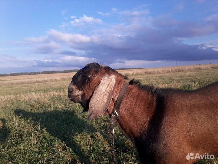 Нубийский козел