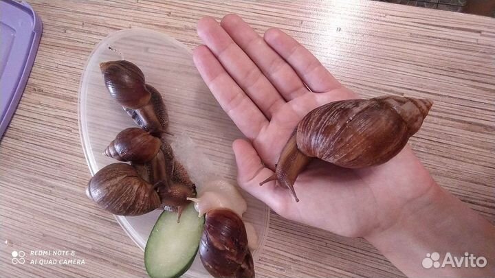 Улитки ахатины в дар