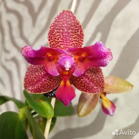 Орхидея фаленопсис