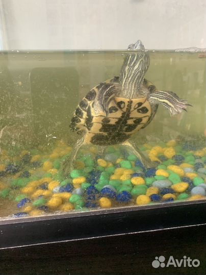 Водяные черепахи