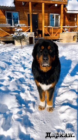 Щенки Банхар