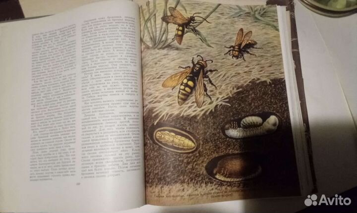 Зоология для учителя 1968г издания