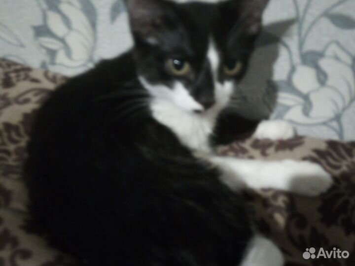 Кошка