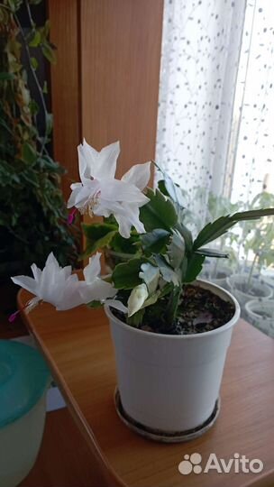 Шлюмбергера (декабрист)