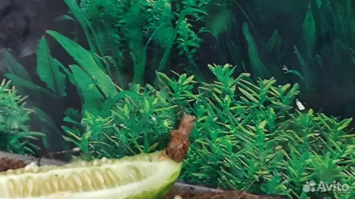 Улитки ахатины