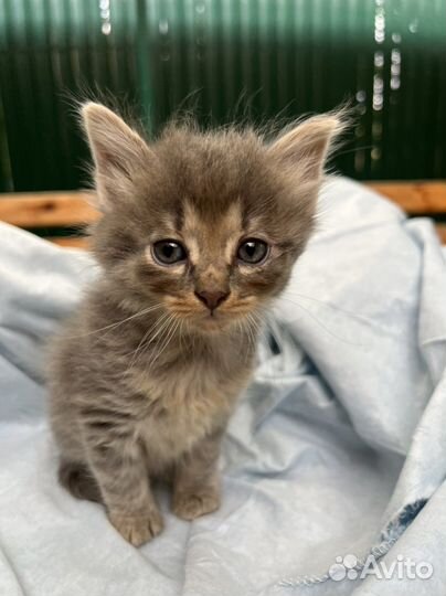 Котята в добрые руки бесплатно