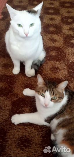 Кошка в дар