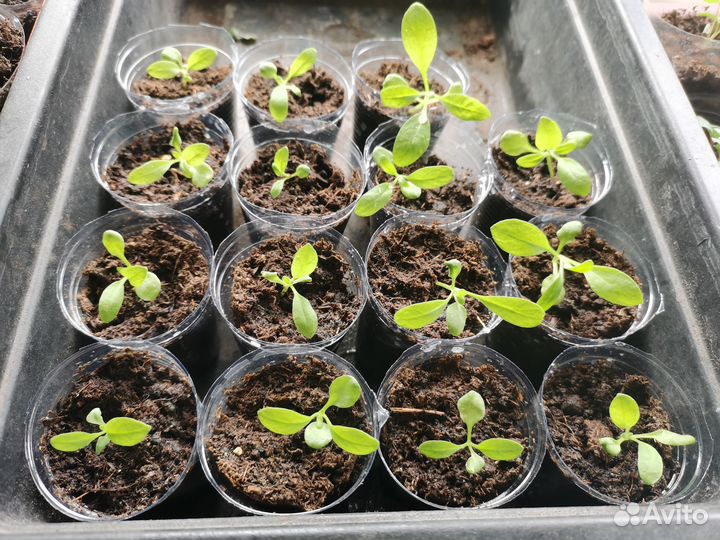 Левкой рассада