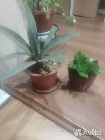 Цветы в горшках