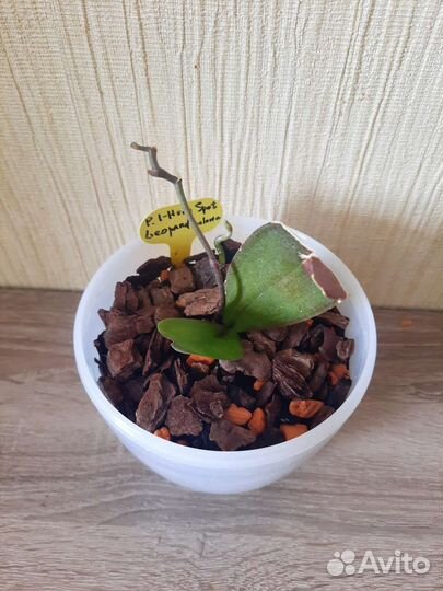 Орхидея фаленопсис I-hsin Spot Leopard peloric