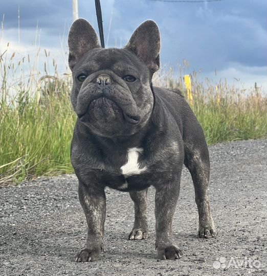 Французский бульдог кобель вязка