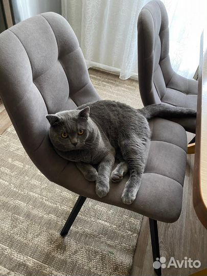 Британский молодой котик