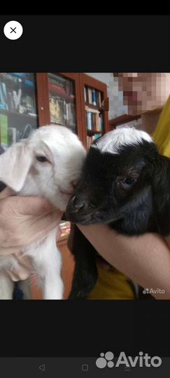 Козёл для вязки