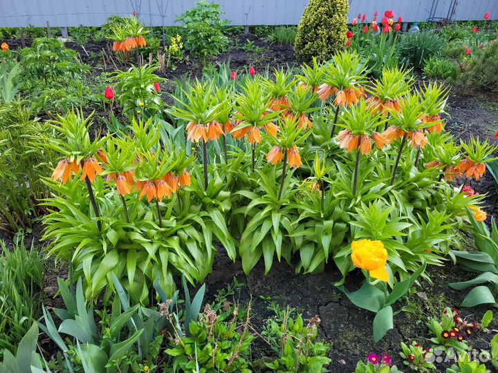 Рябчик императорский