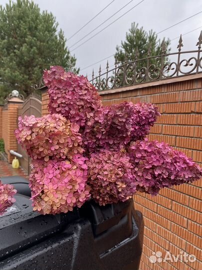 Букет из гортензий