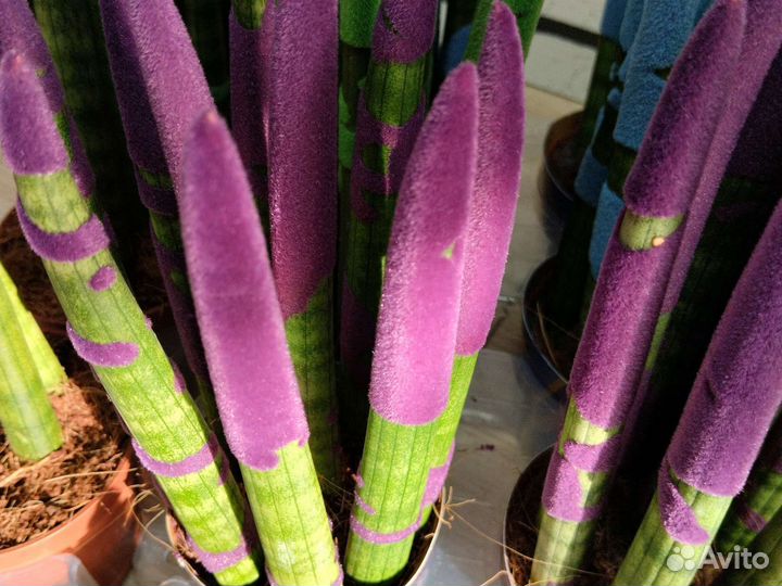 Сансевиерия