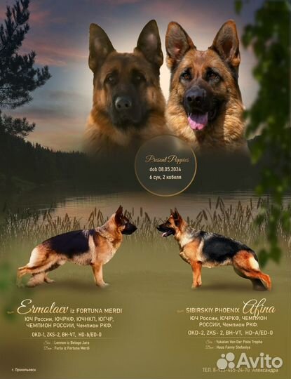 Продажа собак щенков