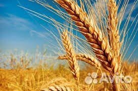 Зерно, пшеница, ячмень, кукуруза, овес