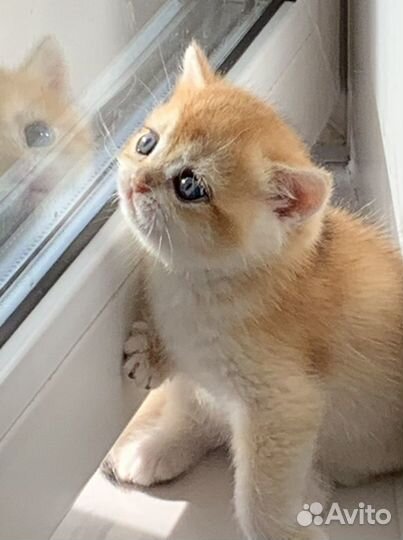 Британская золотая шиншилла