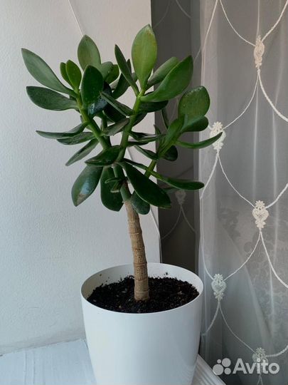 Толстянка, Крассула