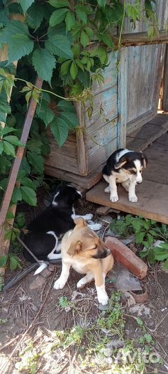 Щенки в добрые руки отдам бесплатно