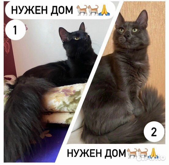 Котята с тяжелой судьбой ищут дом