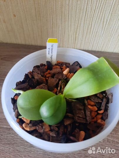 Орхидея фаленопсис Dragon Girl BT Smile