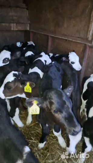 Телята все