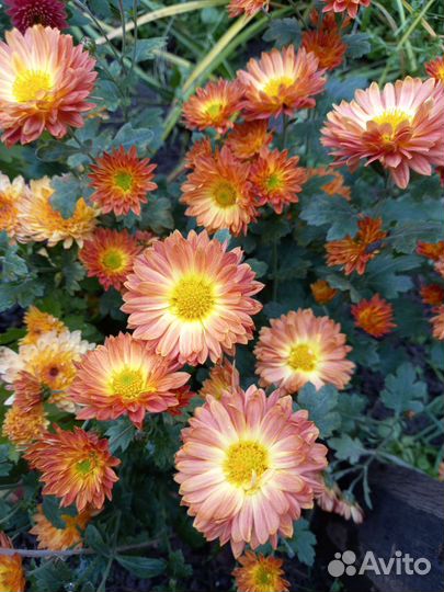 Садовые многолетники (цветы) хризантема