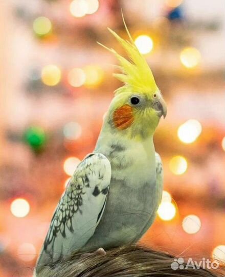 Попугай корелла