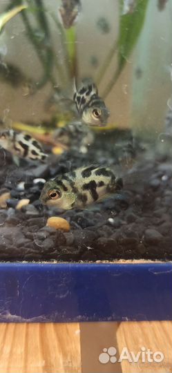 Рыба попугай сапфировый