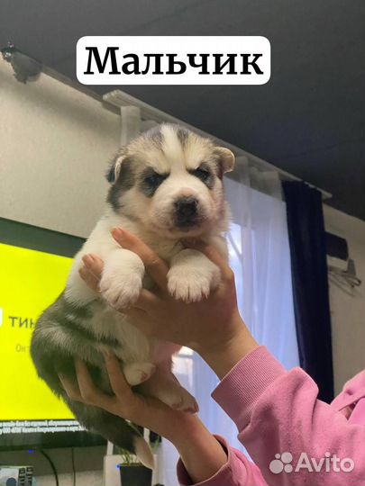 Щенки Маламута