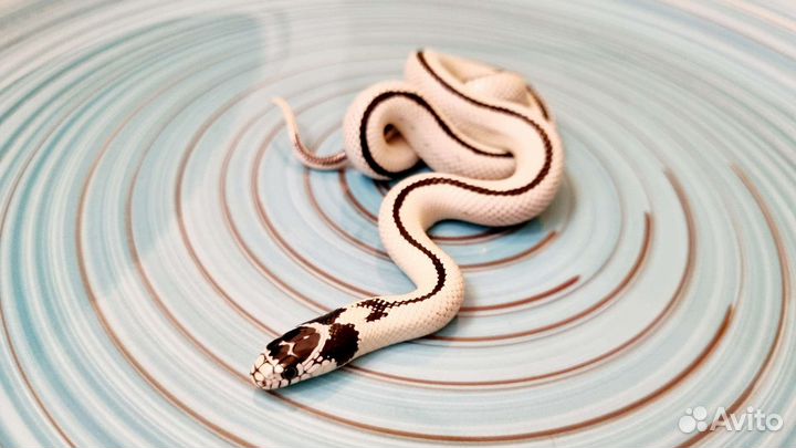 Калифорнийская королевская змея