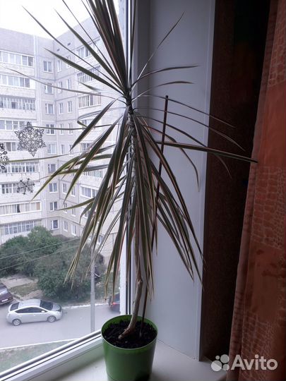 Пальма.Растет быстро