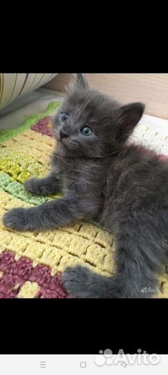 Кошка в дар бесплатно