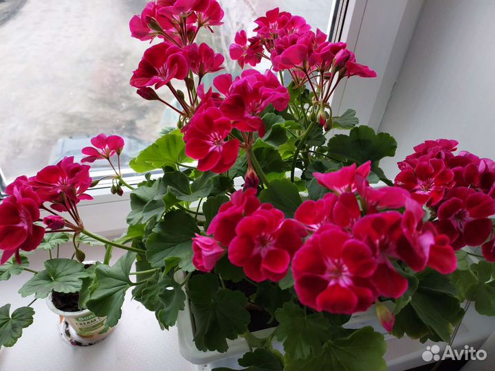 Пеларгония герань