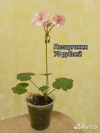 Комнатные цветы