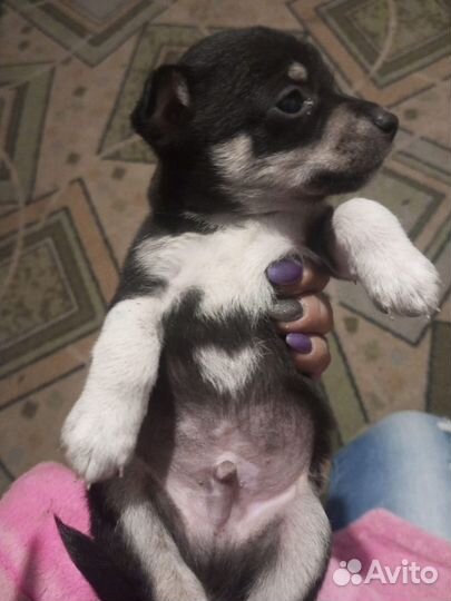 Той-терьер щенки