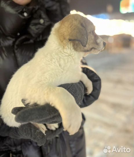 Щенок в приюте