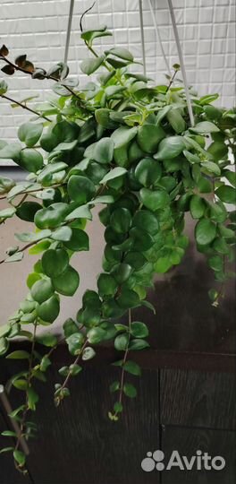 Эсхинантус в кашпо