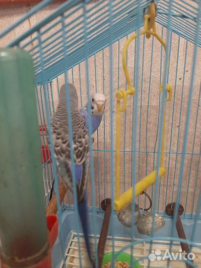 Волнистый попугай