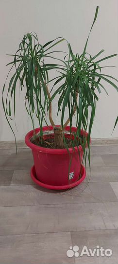 Бокарнея нолина