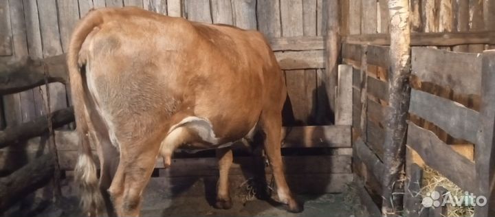 Корова дойная