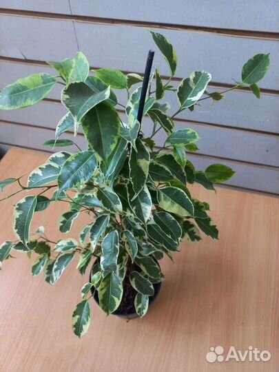 Фикус бенджамина Be Samantha