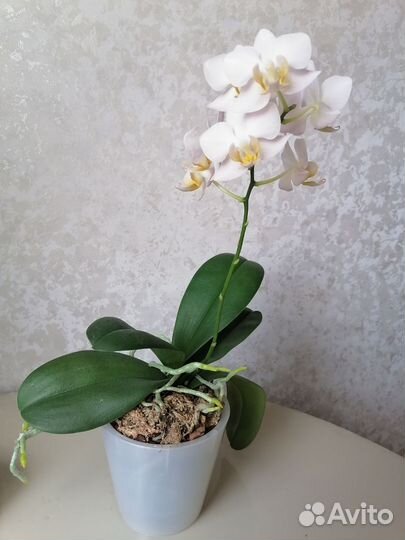 Орхидея фаленопсис Бургундия