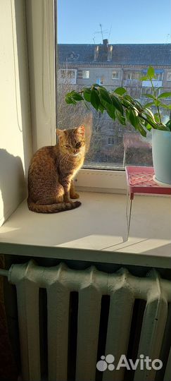 Кошки